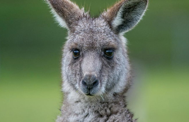 Escapada de 1 día a la naturaleza del Parque Nacional Grampians - Foto 2